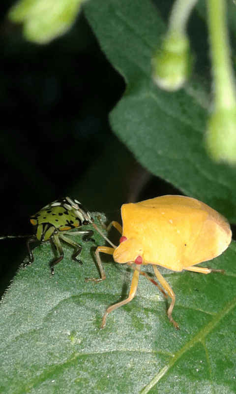 Nezara viridula f. aurantiaca? (Pentatomidae)